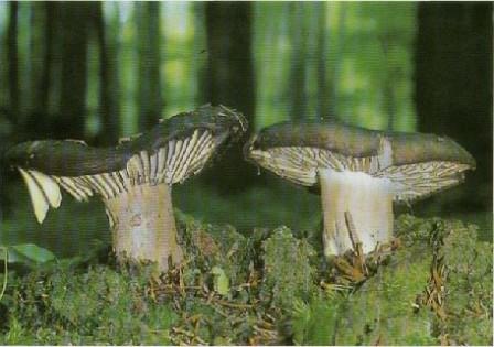   - Russula nigricans